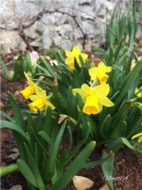 ff0a3251-20170302 RI Narcise M.jpg